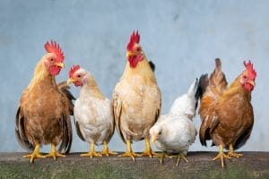 gezamenlijk eigenaarschap MT